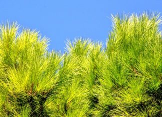 Conifere nane 1114 0 Conifere nane